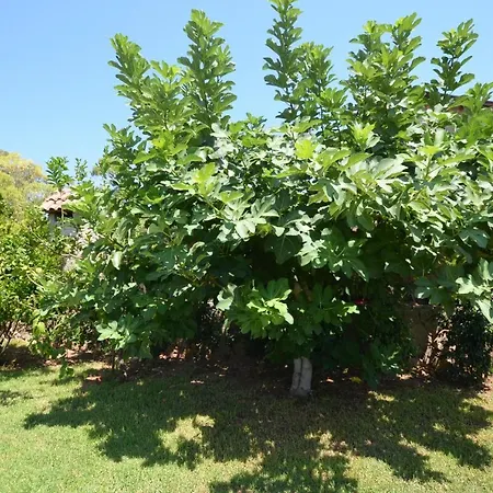 Manolya Garden Holiday home